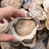 Gold Coin Oysters​ per Dozen