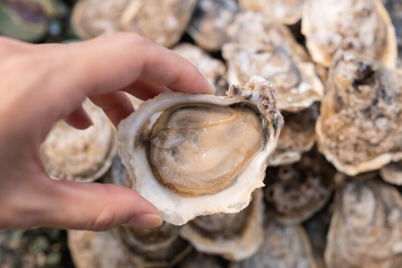 Gold Coin Oysters​ per Dozen